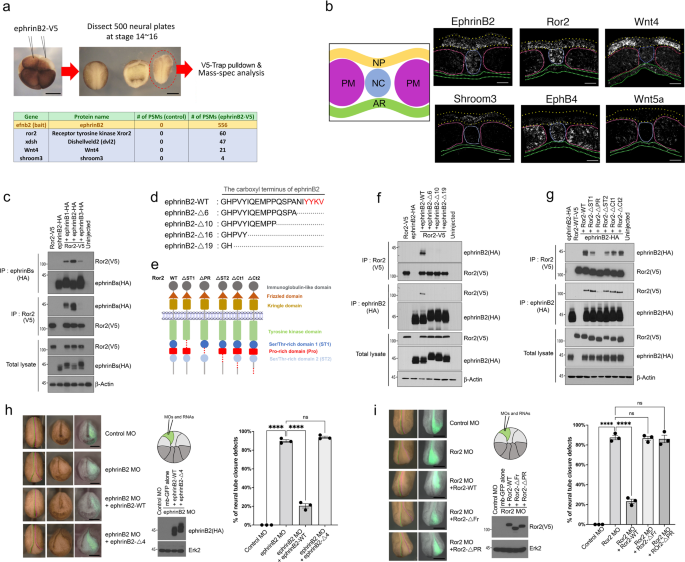 Wnt4 and ephrinB2 instruct apical constriction via Dishevelled and non-canonical signaling