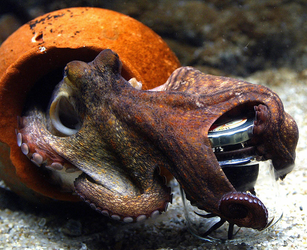 Worried About Sentient AI? Consider the Octopus