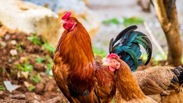 Researchers in Japan Translate Chicken Sounds with AI